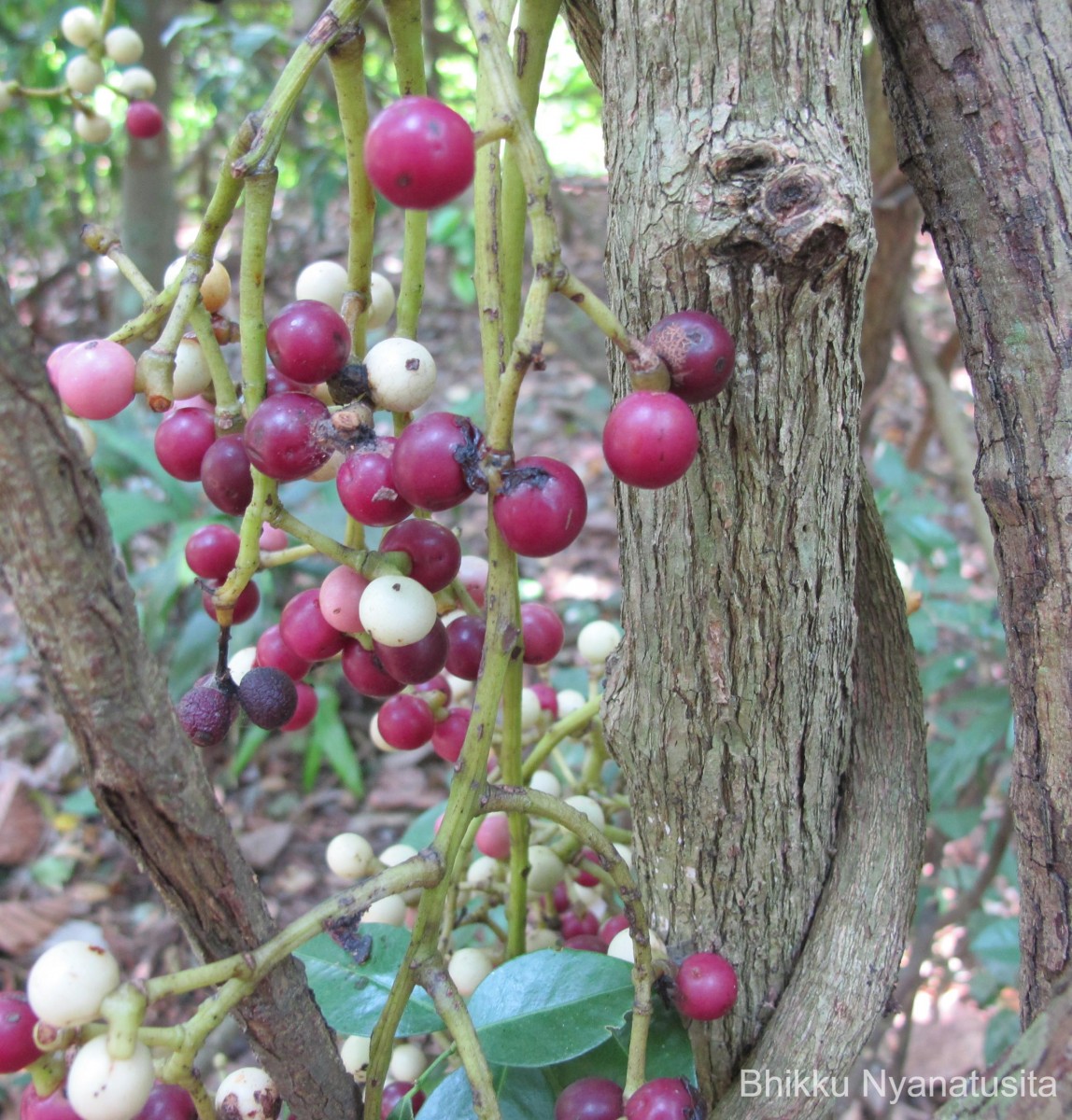 Anamirta cocculus (L.) Wight & Arn.